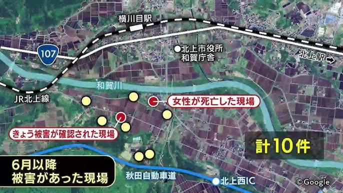 【岩手】「人間の建物に入ればコメが食べられる」クマが覚えたか　女性が死亡した地域で新たな被害　同一個体とみてわなを追加